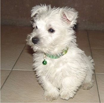 westhighlandwhiteterrier.jpg